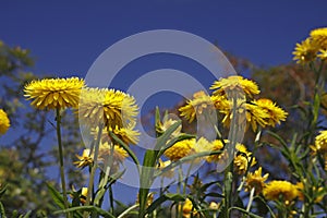 Golden Everlasting flower in spring