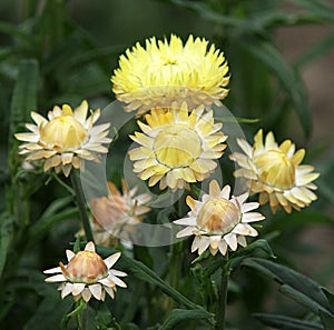 Golden everlasting or strawflower