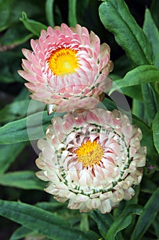 Golden everlasting or strawflower flowering plant