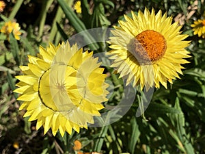 The golden everlasting Xerochrysum bracteatum or Helichrysum bracteatum Strawflower, Die Garten-Strohblume