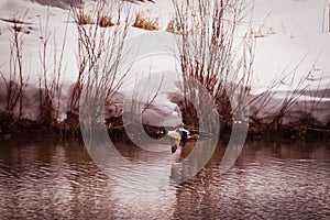 Golden-eye Duck Flies Over Pond