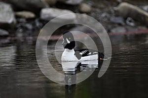 Golden eye duck swimming in the river