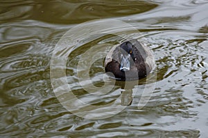 Golden eye duck, swimming at Rufford park.