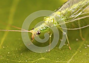 Golden Eye Lacewing