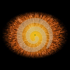 Golden eye with open pupil and bright yellow retina in background. Dark colorful iris around pupil, isolated eye.