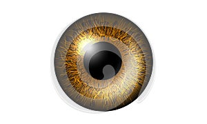 Golden Eye Realistic. Vector Illustration Of 3d Human Glossy Photo Realistic Eye shine and Reflection.