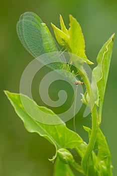 Golden-eyed Lacewing - Chrysopa oculata