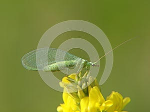 Golden-eyed lacewing closeup