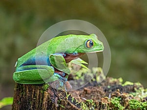 Golden Eyed Leaf Frog