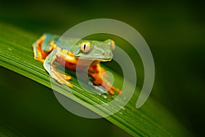 Golden-eyed leaf frog, Cruziohyla calcarifer, green yellow frog sitting on the leaves in the nature habitat in Corcovado, Costa Ri