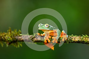 Golden-eyed leaf frog, Cruziohyla calcarifer, green yellow frog sitting on the leaves in the nature habitat in Corcovado,