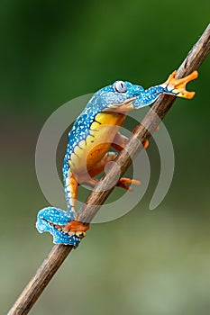 Golden-eyed leaf frog, Cruziohyla calcarifer, green yellow frog sitting on the leaves in the nature habitat in Corcovado,