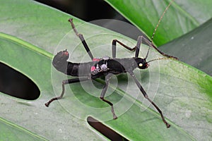 Golden-eyed stick insect photo