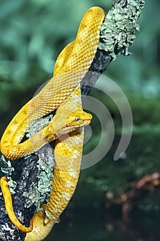 Golden eyelash viper,Costa Rica