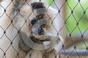 A golden-faced gibbon sits on a branch behind a wire mesh and looks sad