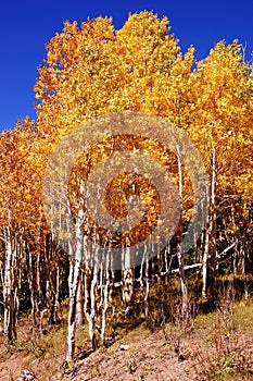 Golden fall aspen colors under blue sky in Cedar Breaks National Monument, Utah