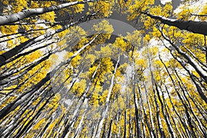 Golden Fall Aspen Tree Forest in Colorado Mountains