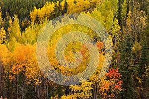 Golden fall aspen trees Yukon boreal forest taiga