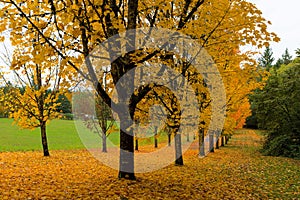 Golden Fall Colors on Maple Trees