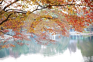 Golden Fall Foliage Autumn Yellow adn red Maple Tree