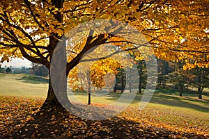Zlatý pokles listy podzim javor strom 