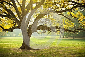 Dorado rechazar hojas otono árbol de arce un árbol 