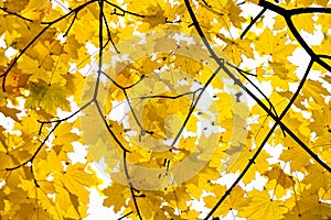 Golden Fall Foliage Autumn Yellow Maple Tree