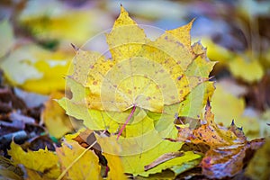 Golden Fall Foliage Autumn Yellow Maple Tree