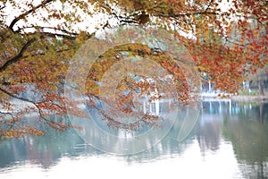 Golden Fall Foliage Autumn Yellow adn red Maple Tree