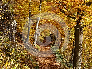 Trail in golden forest landscape, fall season nature background
