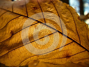 Golden autumn leaf backlit showing veining