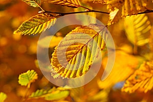 Golden yellow beech leaves radiant fall colors. Bokeh effect photo