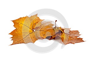 Golden fall leaves on a white background