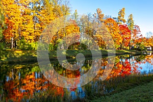 Golden fall mellow autumn in Catherine park, Tsarskoe Selo Pushkin, Saint Petersburg, Russia