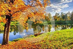 Golden fall mellow autumn in Pavlovsky park, Pavlovsk, Saint Petersburg, Russia