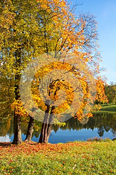 Golden fall mellow autumn in Pavlovsky park, Pavlovsk, Saint Petersburg, Russia