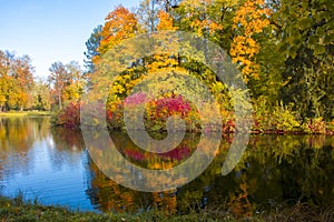 Golden fall mellow autumn in Pavlovsky park, Pavlovsk, Saint Petersburg, Russia