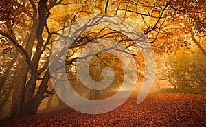 Golden Fall season forest photo