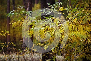 Golden Fall season forest. yellow autumn tree in a forest