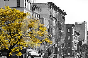 Golden fall tree in black and white NYC street scene