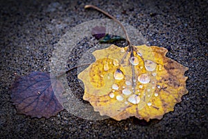 Golden fallen leaf with water droplets