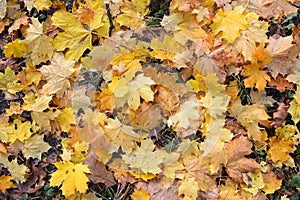 Golden fallen maple leaves background
