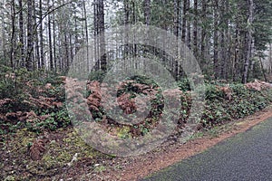 Golden ferns and evergreen shrubs along forest path