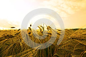 Golden field