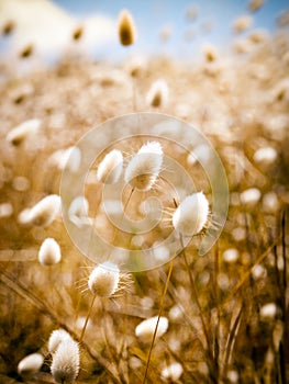 Golden Field