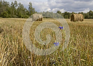 Golden Field