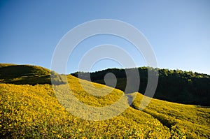 golden field