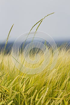 Golden Field of Barley