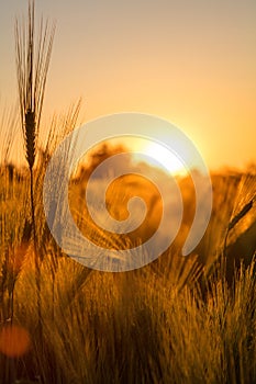 Barley Farm Field at Golden Sunset or Sunrise