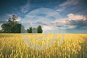 Golden Field and Beautiful Sky